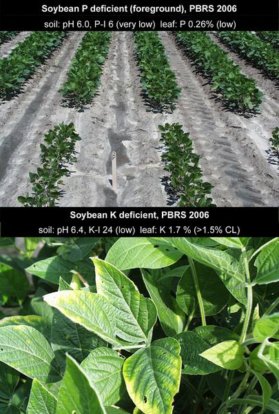 Figure 6-6. Phosphorus deficient soybean (top, foreground) with